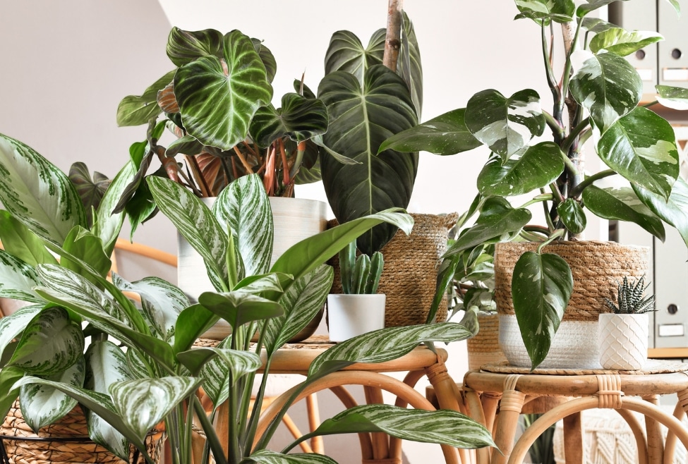 Assortment of tropical houseplants including philodendron and Chinese evergreen in a basket pot on a wooden table, enhancing indoor air quality naturally. Contact Arctic Air today for indoor air quality services in California! Keywords: Indoor air quality improvement, Houseplants for cleaner air, Indoor plant benefits, Philodendron air purifying, Chinese evergreen indoor air quality, Natural air purifiers, Improve home air quality, Indoor air pollution solutions, Indoor air quality testing services, Palmdale Lancaster, Quartz Hill, Acton CA, Indoor Air Quality Testing Palmdale, Indoor Air Quality Testing Lancaster, Indoor Air Quality Testing Quartz Hill, Indoor Air Quality Testing Rosamond, Indoor Air Quality Testing Acton, Indoor Air Quality Testing Tehachapi, Indoor Air Quality Testing Littlerock, Indoor Air Quality Testing Mojave.